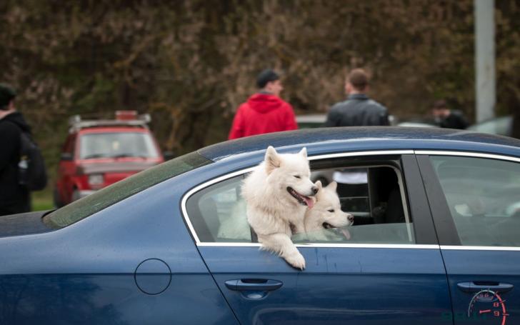 Cars, coffee & BBQ SO 2016/Vytauto Pilkausko nuotrauka